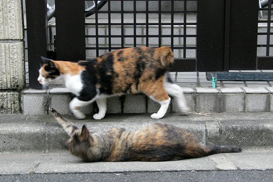 街のねこたち