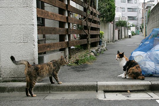 街のねこたち