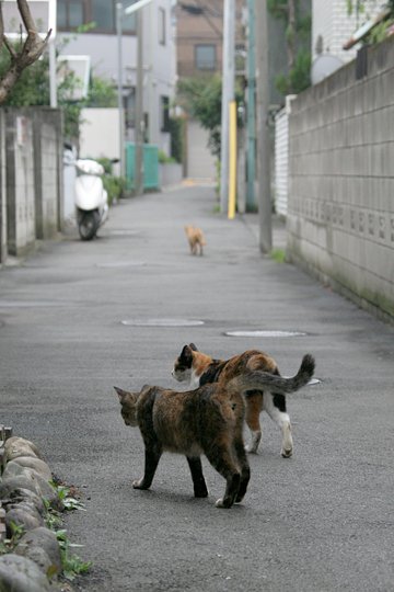 街のねこたち