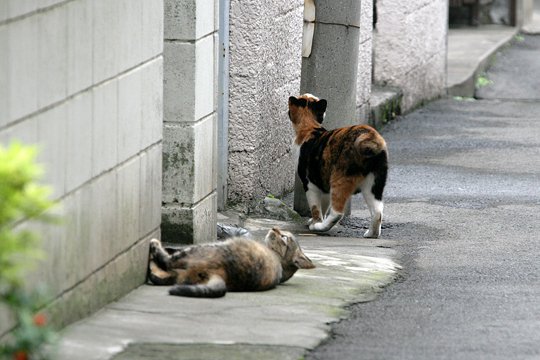 街のねこたち