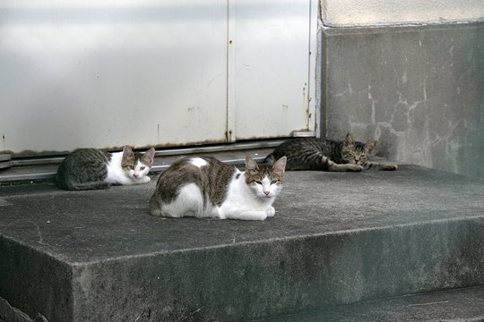 街のねこたち