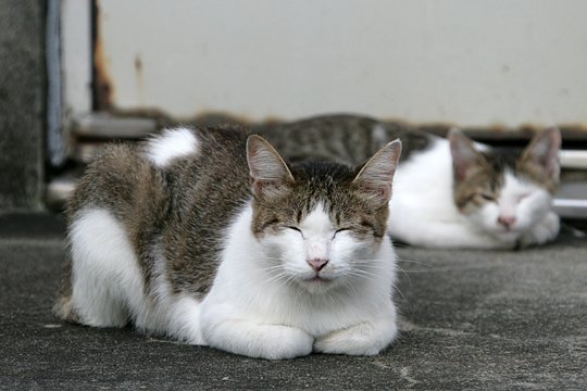 街のねこたち