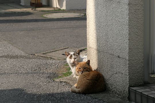 街のねこたち