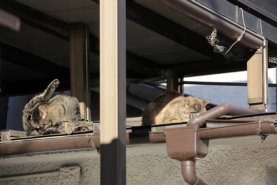 街のねこたち