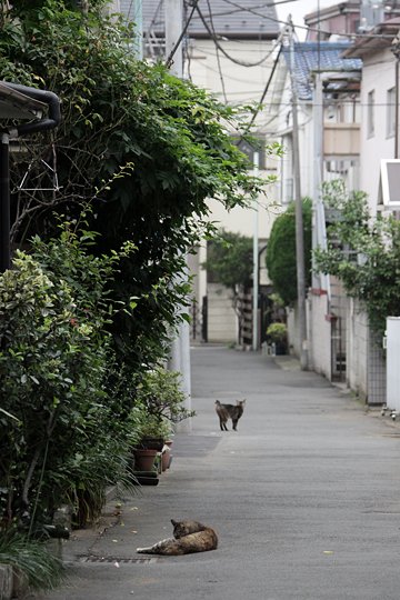 街のねこたち