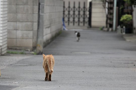 街のねこたち