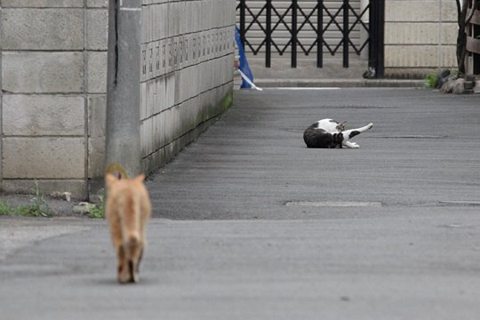 街のねこたち