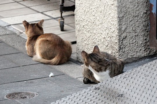 街のねこたち