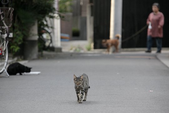 街のねこたち