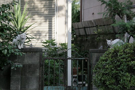 街のねこたち