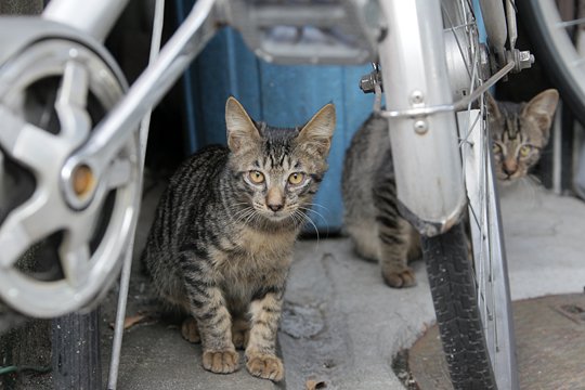 街のねこたち
