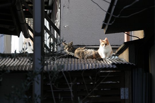 街のねこたち
