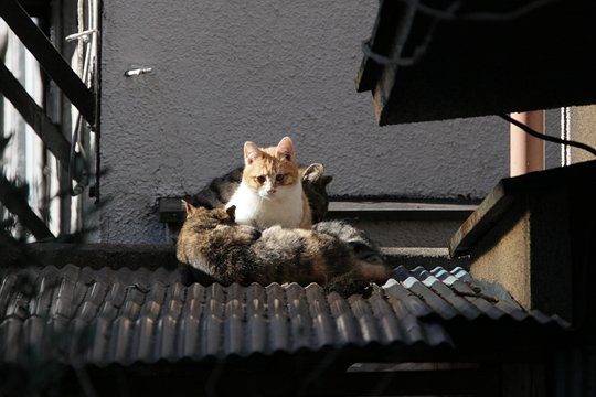 街のねこたち