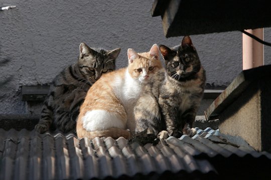 街のねこたち
