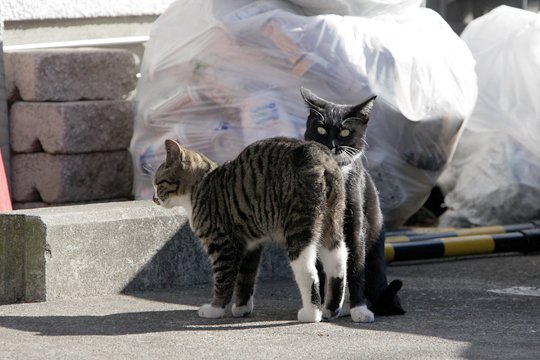 街のねこたち