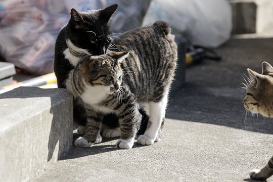 街のねこたち