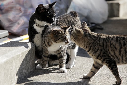 街のねこたち