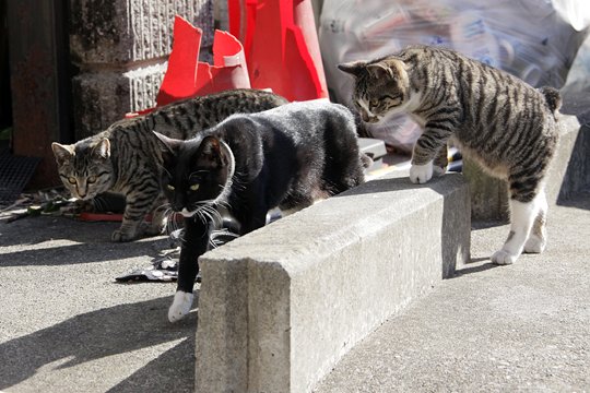 街のねこたち