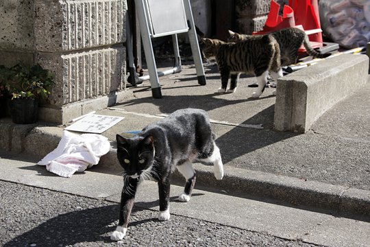 街のねこたち