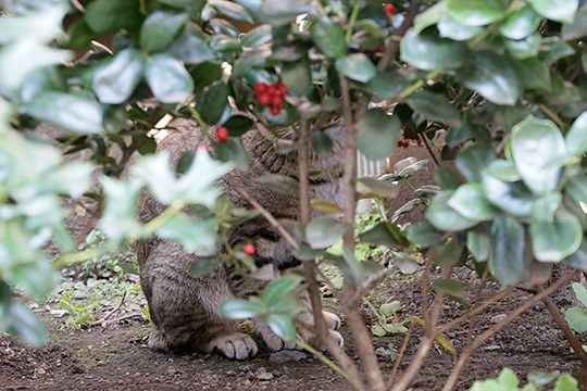 街のねこたち