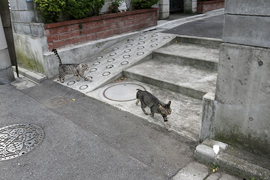 街のねこたち