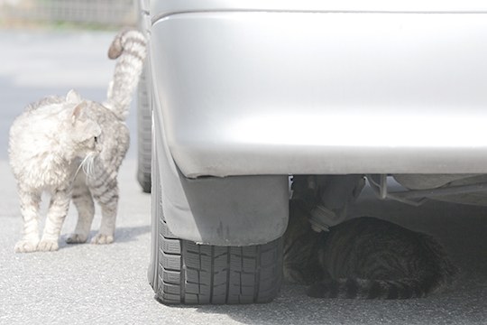 街のねこたち