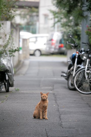 街のねこたち