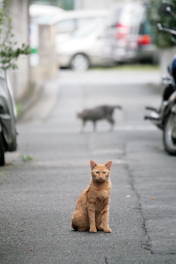 街のねこたち