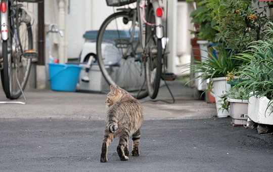 街のねこたち