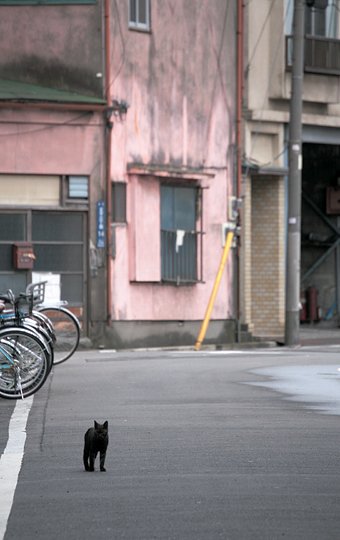 街のねこたち