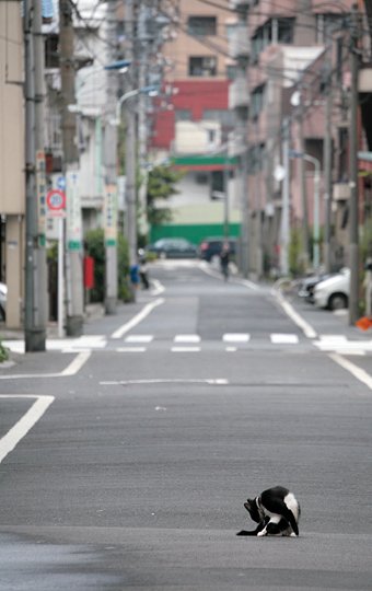 街のねこたち