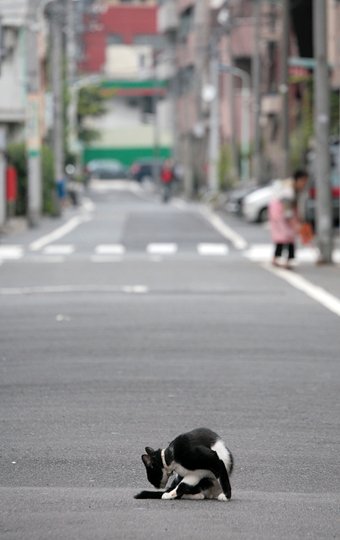 街のねこたち