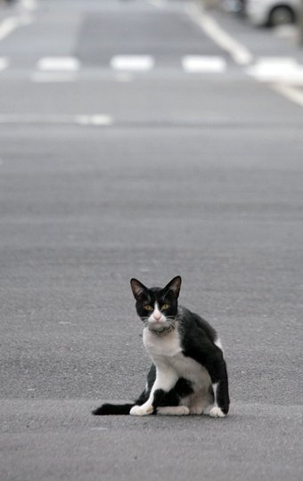 街のねこたち