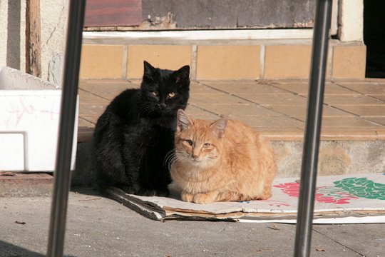 街のねこたち