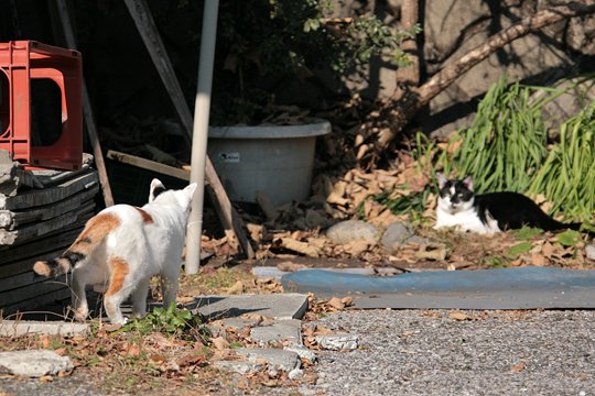 街のねこたち