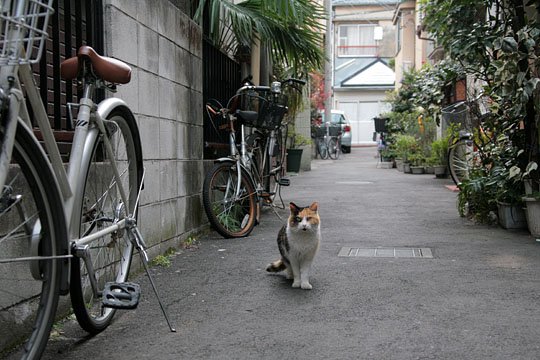 街のねこたち