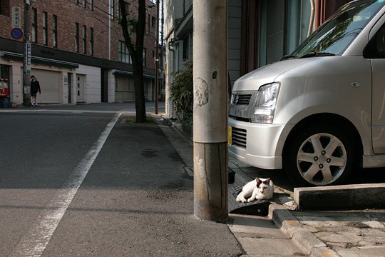 街のねこたち