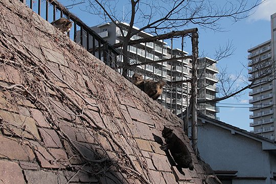 街のねこたち