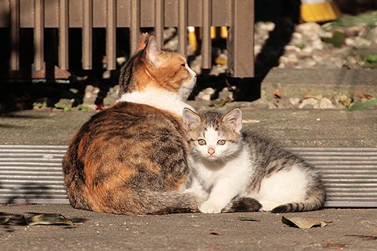 街のねこたち