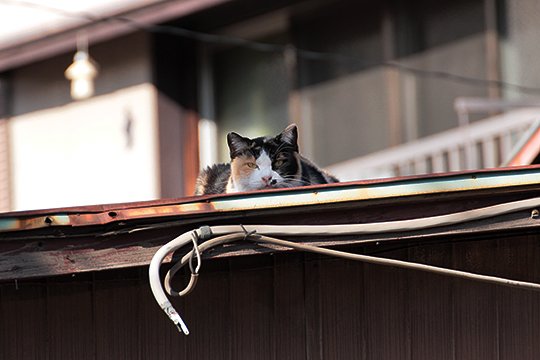 街のねこたち