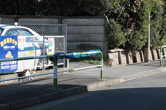 街のねこたち