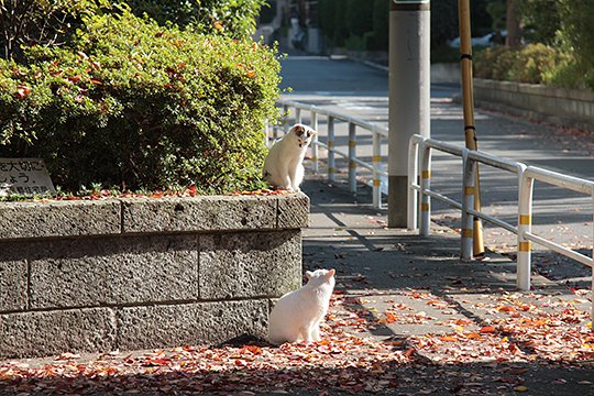 街のねこたち