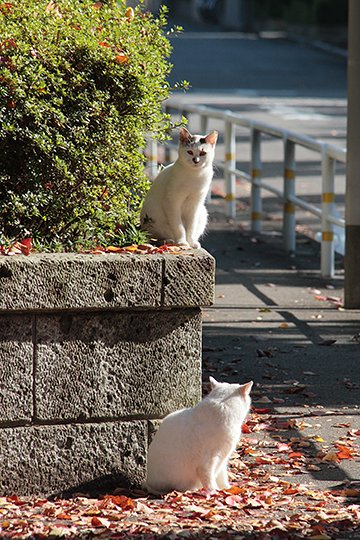 街のねこたち