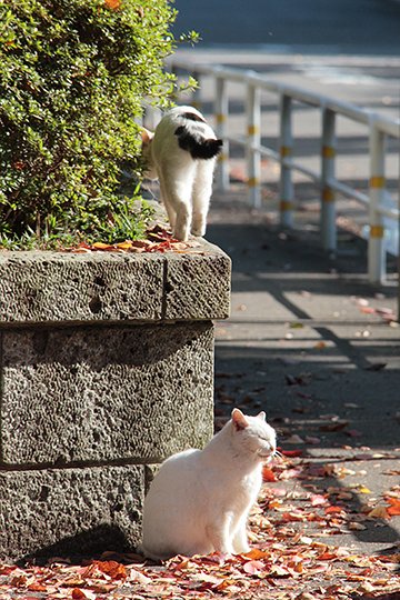 街のねこたち