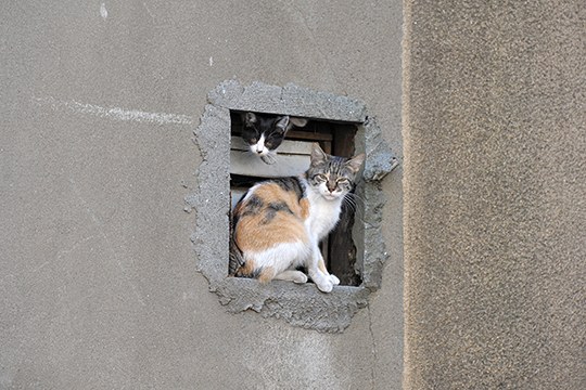 街のねこたち