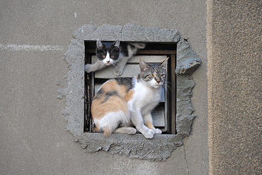 街のねこたち