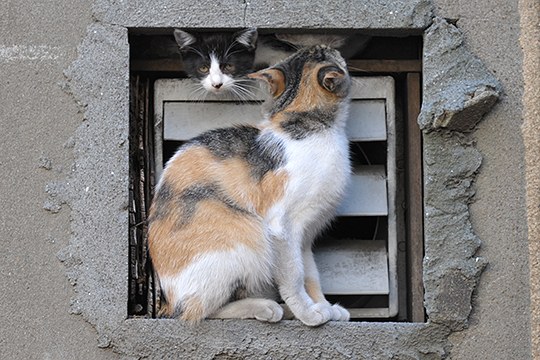 街のねこたち