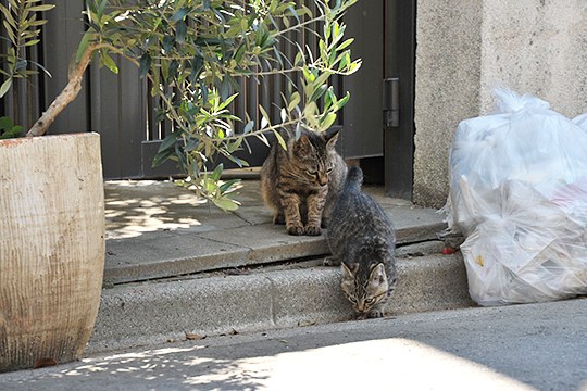 街のねこたち