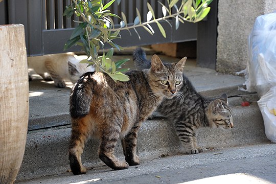 街のねこたち