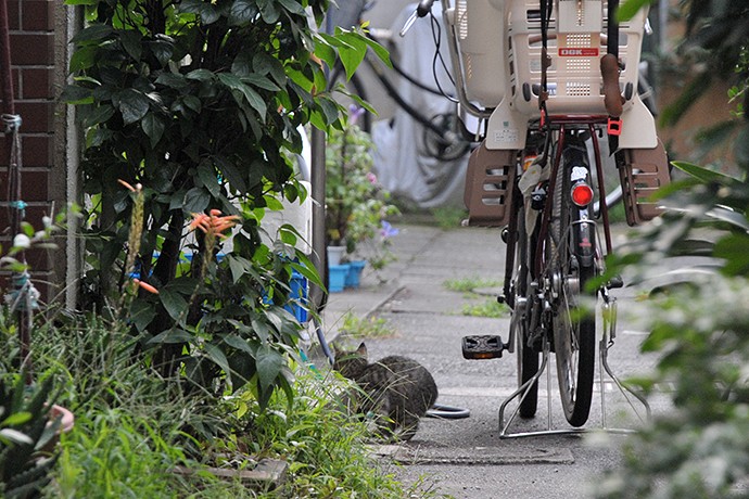 街のねこたち